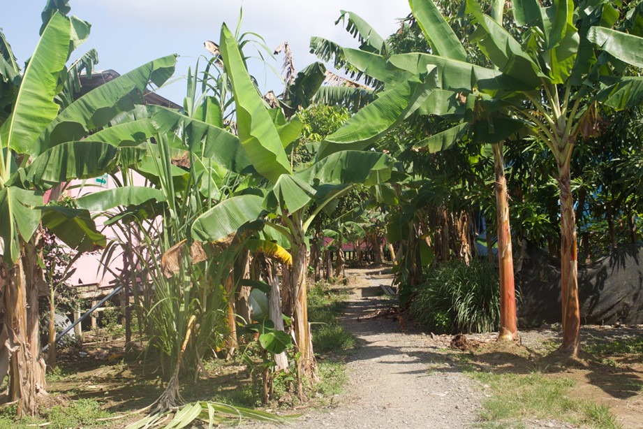 Brisas plataneras Brisas necesita tierras para seguir avanzando en su apuesta de paz integral