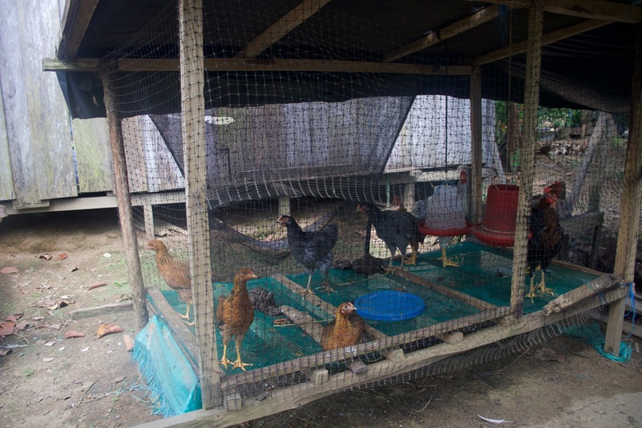 brisas gallinas Brisas necesita tierras para seguir avanzando en su apuesta de paz integral