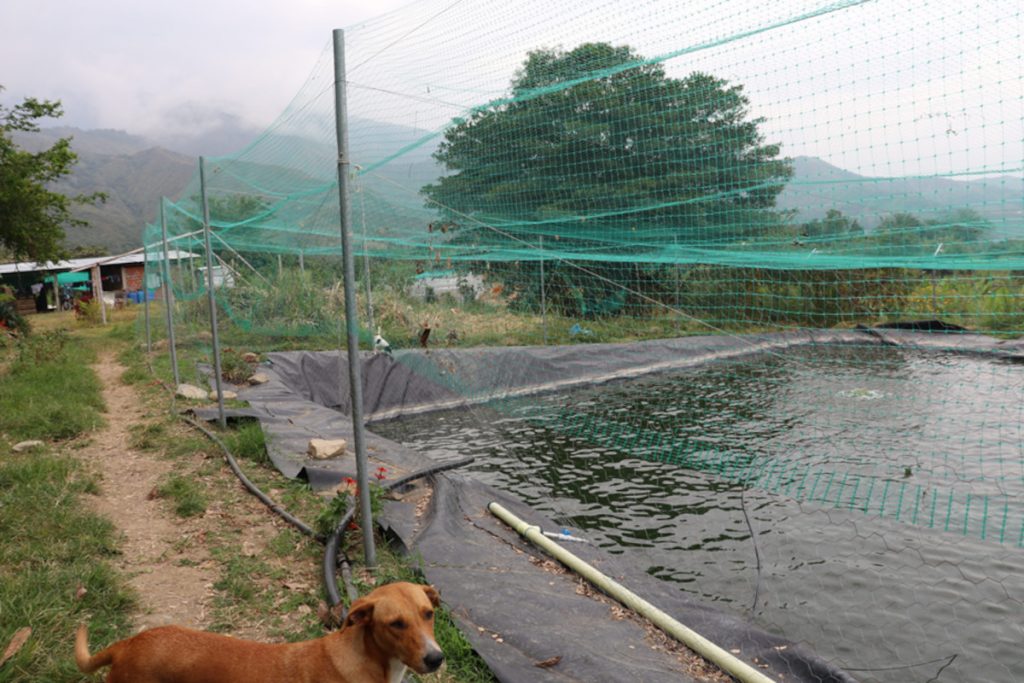 Cauca NAR Elvira estanques La NAR de la Elvira, en Miranda, sigue avanzado en sus proyectos productivos: Porcicultura, piscicultura y ganadería