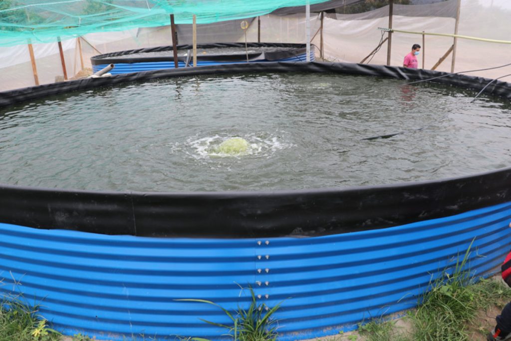 Cauca NAR Elvira estanques2 La NAR de la Elvira, en Miranda, sigue avanzado en sus proyectos productivos: Porcicultura, piscicultura y ganadería