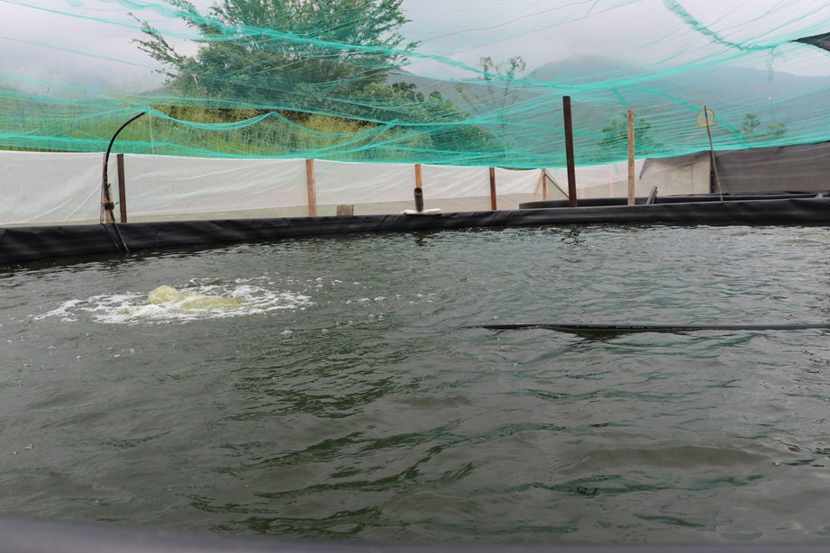 Cauca NAR Elvira tanques1 La NAR de la Elvira, en Miranda, sigue avanzado en sus proyectos productivos: Porcicultura, piscicultura y ganadería