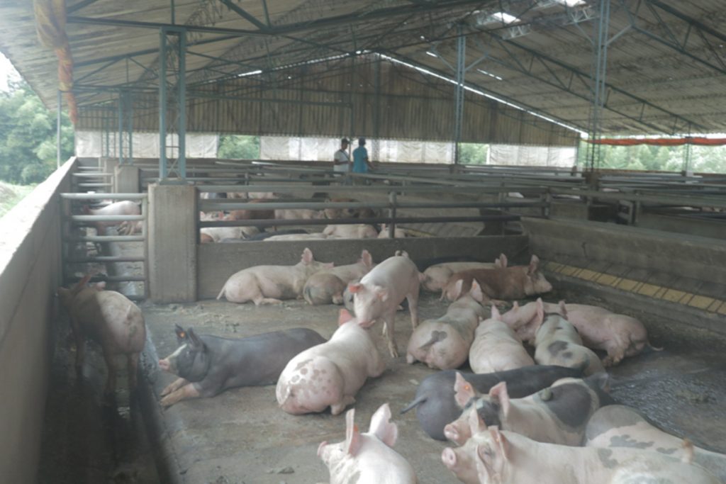 La porcicultura, un negocio rentable para la antigua ETCR de Los Monos Los monos cerdos La porcicultura, un negocio rentable para la antigua ETCR de Los Monos