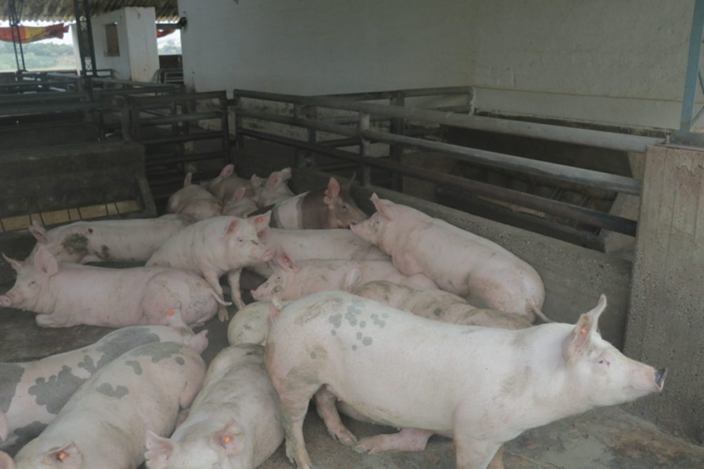 La porcicultura, un negocio rentable para la antigua ETCR de Los Monos Los monos cerdos1 La porcicultura, un negocio rentable para la antigua ETCR de Los Monos