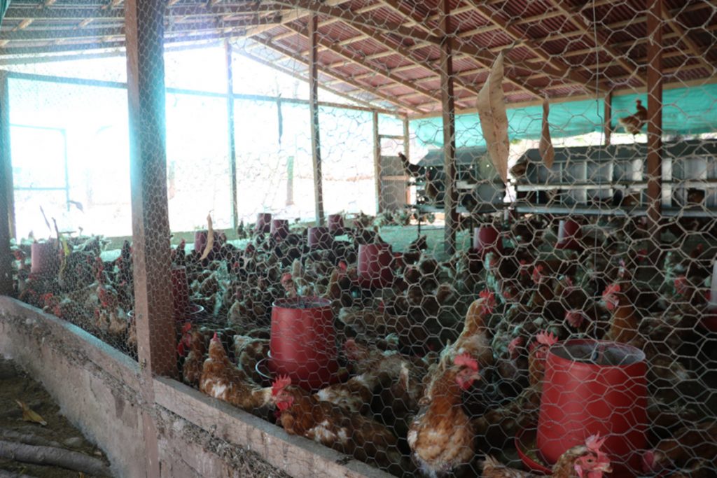 granja Pondores, un ejemplo de productividad de la mano de las comunidades aledañas